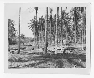 [Clearing on Guadalcanal]