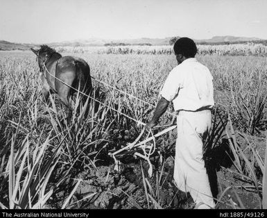 Cane cultivation