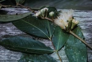 [Eugenia close-up in Lae District, Papua New Guinea] BRIT-A-AR003-003-04-109