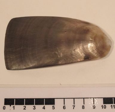 scraper, shell