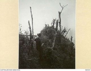 NEW GUINEA. APRIL, 1944. BATTLE DEVASTATED TREES AND UNDERBRUSH ON SHAGGY RIDGE IMMEDIATELY AFTER THE BATTLE. SEEN IS:- SERGEANT S. O'LEARY, DIRECTORATE OF PUBLIC RELATIONS