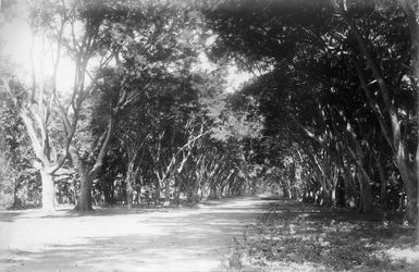 Fataua Avenue, Tahiti - Photograph taken by George Dobson Valentine