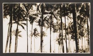 [Palm Trees in New Guinea, #2]