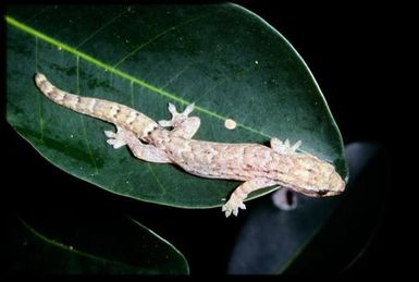 Gecko sp.