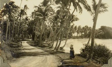 Palm trees, Ovalau, 1928