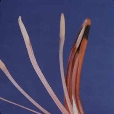 [Heliconia inflorescence parts close-up at University of Hawaii, United States]