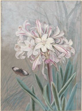 [Crinum flower, and butterfly, Papua New Guinea, 1916?] Ellis Rowan