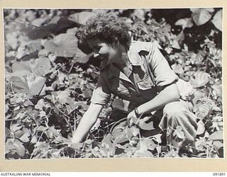 LAE, NEW GUINEA, 1945-05-18. LANCE-CORPORAL J. STAFFORD, AUSTRALIAN WOMEN'S ARMY SERVICE BARRACKS, SEARCHING FOR EDIBLE BERRIES DURING A TOUR CONDUCTED BY ARMY AMENITIES SERVICE FOR AUSTRALIAN ..