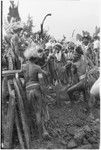 Pig festival, pig sacrifice, Tsembaga: ending the festival, fight magic men dig up cordyline roots buried at gate to dance ground