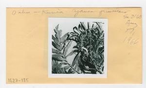 [Cyanea grimesiana in Hawaii, envelope IE27-185]