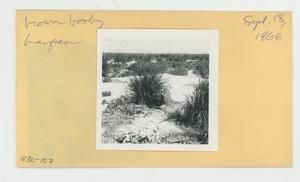 [Brown Booby in Hawaii, envelope IE30-157]