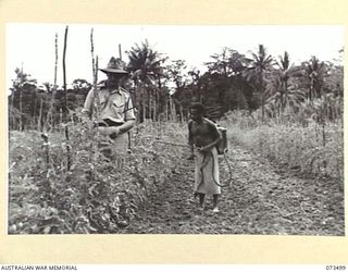 NARAKAPOR, (NEAR NADZAB) NEW GUINEA. 1944-05-27. VX101804 LIEUTENANT J.E. GRIFFITHS (1), OFFICER COMMANDING NO.2 PLATOON, 6TH FARM COMPANY, EXAMINING TOMATO PLANTS FOR GRUBS. AT THE BACKGROUND A ..