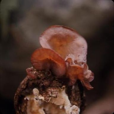 [Auricularia in Kunia Camp, United States]