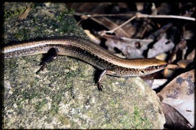 Caledoniscincus austrocaledonicus