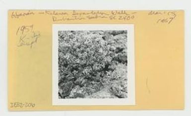 [Dubautia scabra in Hawaii, envelope IE32-206]