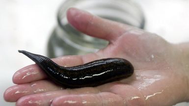 Scientists uncover PNG's biodiversity by analysing leeches