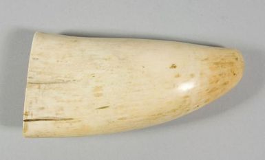 Sperm whale tooth