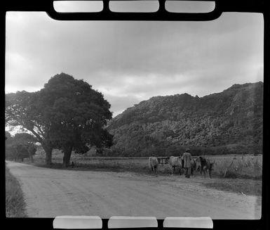 Yoked cattle at the side of a sugar plantation, Nadi, Fiji