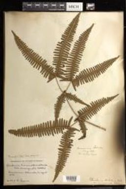 Dicranopteris linearis f. emarginata