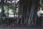 Microbiologist Richard Y. Morita who served on the MidPac Expedition (1950), is shown here in a banyan tree in Honolulu, Hawaii, during a break from the expedition. 1950