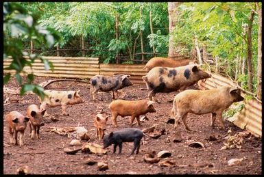 Pigs,Tonga