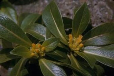 [Labordia hedyosmifolia close-up from Castle Trail, United States]