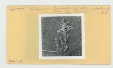 [Dubautia ciliolata in Hawaii, envelope IE26-048]
