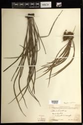 Haplopteris ensiformis