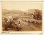 Photograph: Sugar Field - Mango - Fiji