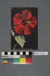 Postcard: Hibiscus Flower