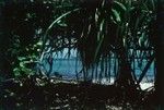 Jungle on Bikini Atoll in the Marshall Islands. Photo was taken during the Midpac Expedition. 1950