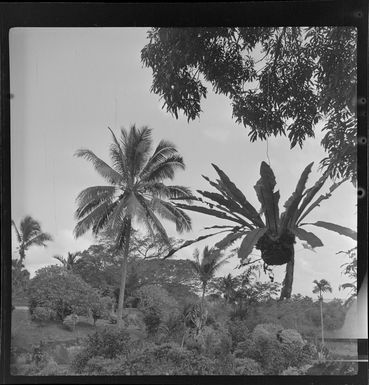 Gardens in Suva, Fiji