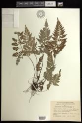 Asplenium adiantum-nigrum