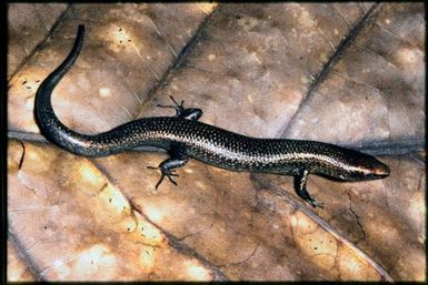 Caledoniscincus atropunctatus