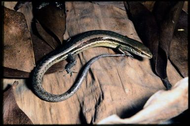 Caledoniscincus haplorhinus