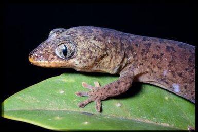 Gecko sp.