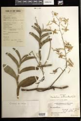 Dendrobium antennatum