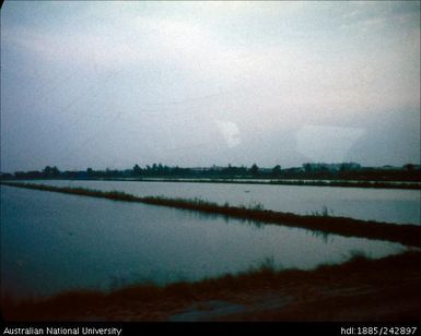 Paddy Fields of the Carmague