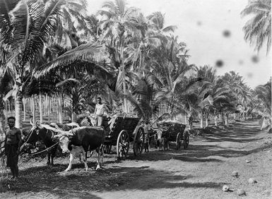 Ox carts of coconuts alongside a coconut tree plantation, Samoa