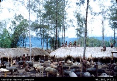 Exhibition of pigs