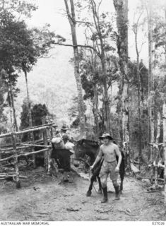 Pack horse loaded with supplies for the forward troops in the Owen Stanley Ranges, being led up the steep slope of Uberi Ridge. Identified leading the horse is N45380 Private Sidney Ronald ..