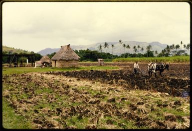 Ploughing in Fiji, 1971