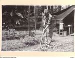 TOROKINA, BOUGAINVILLE, 1945-07-16. LT-COL D. ZACHARIN, COMMANDING OFFICER, 106 CASUALTY CLEARING STATION, AT WORK IN HIS GARDEN