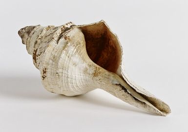 mussel blower