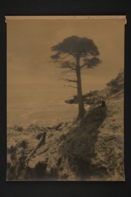 [The lone cypress]