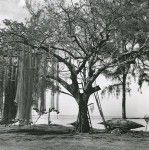 A tree, used to dry fishing nets