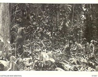 LAE, NEW GUINEA. 1944-04-03. VX106538 LANCE-CORPORAL T. MCMAHON (4), WITH MEMBERS OF THE 19TH LINES OF COMMUNICATION SIGNALS AND NATIVES CLEARING JUNGLE IN PREPARATION FOR THE LAE-MORESBY TELEGRAPH ..