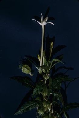 [Hippobroma close-up from Foster Botanical Garden, United States]