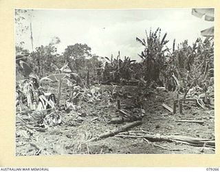 KAMANDRAN MISSION, NEW BRITAIN. 1945-02-17. A BADLY BOMB SHATTERED AND DEVASTED AREA IN A BANANA PLANTATION NEAR THE MELKONG RIVER