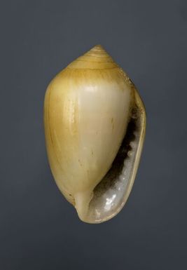 ["Melampus luteus (Quoy & Gaimard, 1832)", "Yellow Melampus", "Necklace Coffee(-Bean) Shell"]